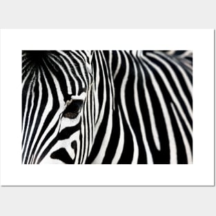 Eye of a zebra Posters and Art